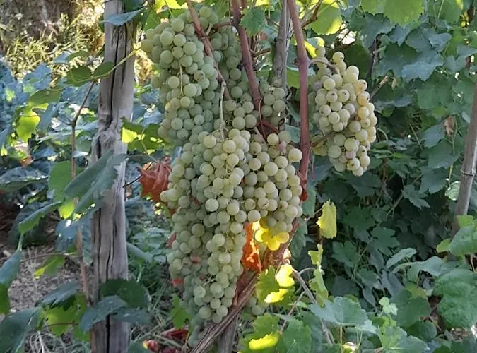I Tre Grappoli Gospodarstwo agroturystyczne *