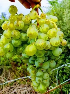 I Tre Grappoli Corniglia