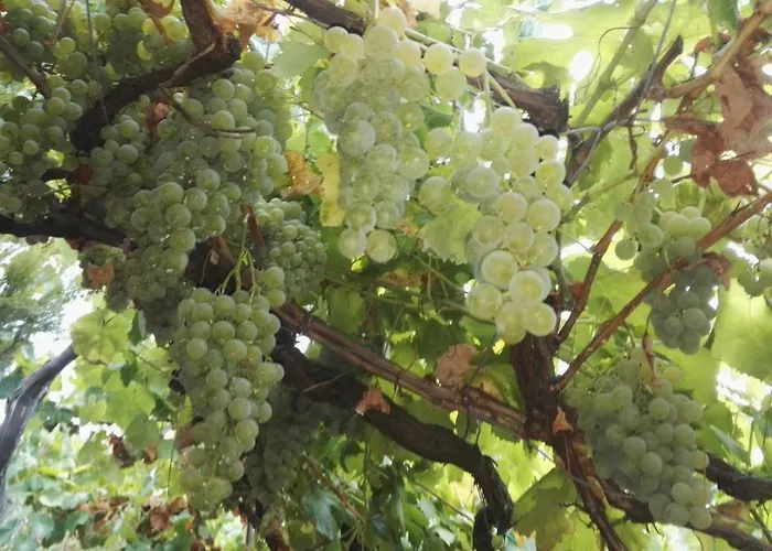 Alloggio per agriturismo I Tre Grappoli Corniglia