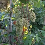 I Tre Grappoli Séjour à la ferme *