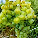 I Tre Grappoli Corniglia