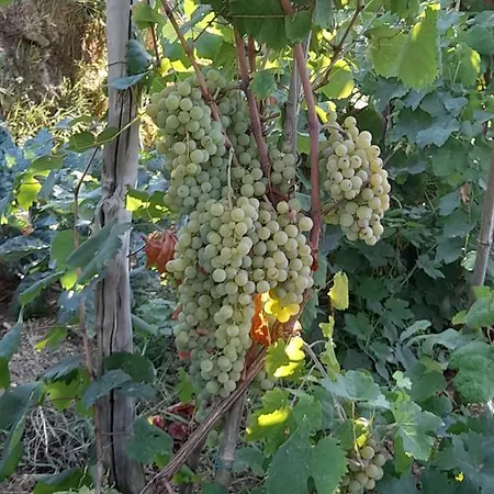 I Tre Grappoli Alloggio per agriturismo *