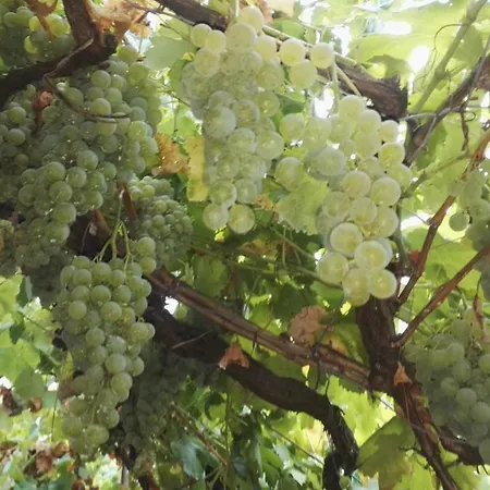 Alloggio per agriturismo I Tre Grappoli Corniglia